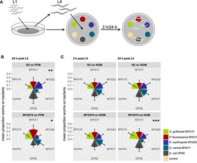 Preconditioning With Natural Microbiota Strain Ochrobactrum vermis MYb71 Influences Caenorhabditis elegans Behavior